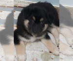 Small Photo #10 Alaskan Husky-German Shepherd Dog Mix Puppy For Sale in HILLSBORO, OR, USA