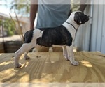 Puppy Jean Luc American Bulldog