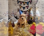 Small Photo #5 Golden Retriever Puppy For Sale in CUMMING, GA, USA