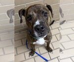 Small #1 Rhodesian Ridgeback Mix