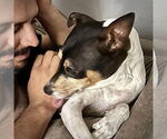 Small #16 Rat Terrier