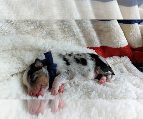 Medium Photo #7 Miniature Australian Shepherd Puppy For Sale in BONNERS FERRY, ID, USA