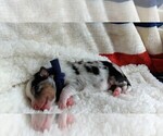 Small Photo #61 Miniature Australian Shepherd Puppy For Sale in BONNERS FERRY, ID, USA