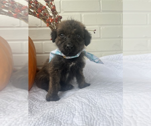 Medium Photo #1 Labradoodle Puppy For Sale in PEMBROKE, GA, USA