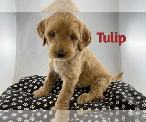 Goldendoodle-Poodle (Standard) Mix Puppy for sale in WINSTON SALEM, NC, USA