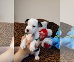 Small Photo #2 French Bulldog-Mini Australian Shepterrier Mix Puppy For Sale in JACKSONVILLE, FL, USA