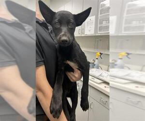Border Collie-Unknown Mix Dogs for adoption in Rosenberg, TX, USA