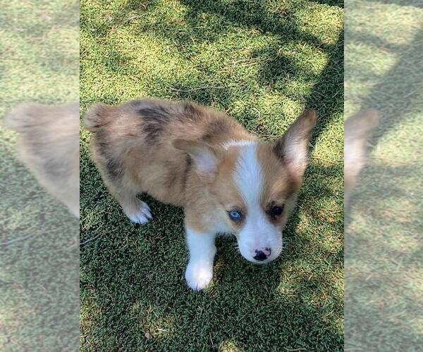 Medium Photo #7 Aussie-Corgi Puppy For Sale in BRIGGSDALE, CO, USA