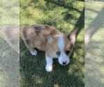 Small #6 Aussie-Corgi