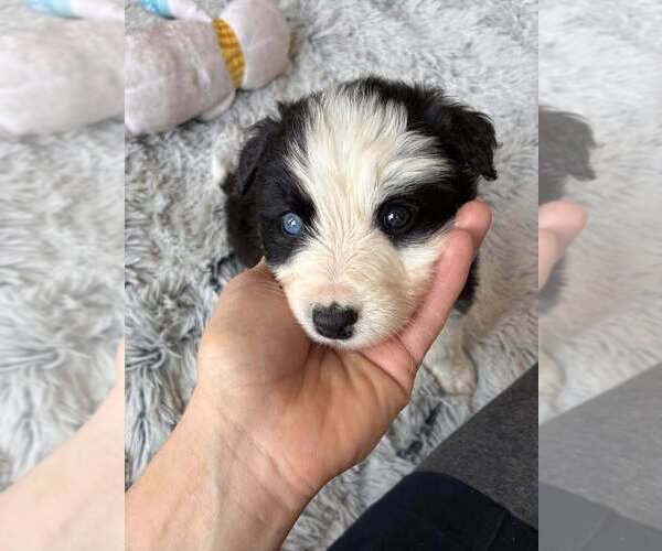 Medium Photo #1 Border Collie-Unknown Mix Puppy For Sale in New York, NY, USA
