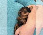 Small Photo #3 Yorkshire Terrier Puppy For Sale in SOUTHPORT, NC, USA