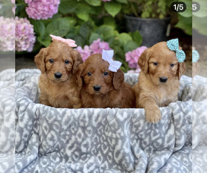 Goldendoodle Puppy for sale in N HIGHLANDS, CA, USA