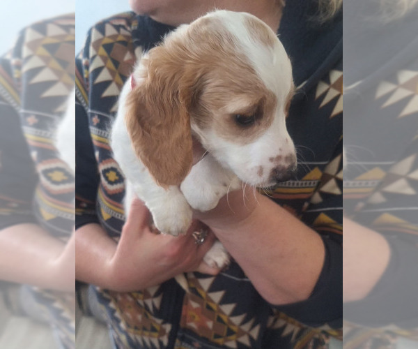 Medium Photo #10 Dachshund Puppy For Sale in DALTON, MN, USA