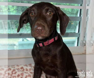 Labrador Retriever-Retriever  Mix Dogs for adoption in Washington, DC, USA
