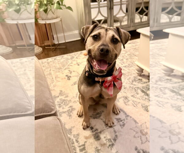 Medium Photo #2 Mutt Puppy For Sale in Chester, NJ, USA