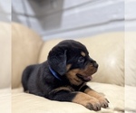 Small #5 Rottweiler