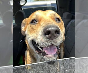 American Staffordshire Terrier-Unknown Mix Dogs for adoption in San Antonio, TX, USA