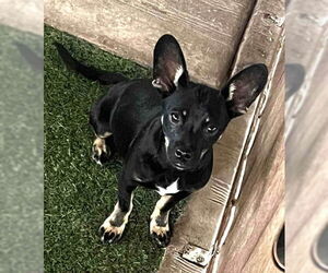 Chihuahua Dogs for adoption in Grafton, WI, USA