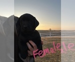 Small Photo #7 Labrador Retriever Puppy For Sale in FALLS CITY, NE, USA