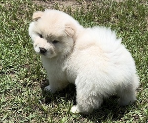 Chow Chow Puppy for sale in FLORAL CITY, FL, USA