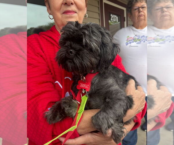 Medium Photo #5 Shih Tzu-Unknown Mix Puppy For Sale in Grafton, WI, USA
