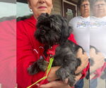 Small #4 Shih Tzu Mix