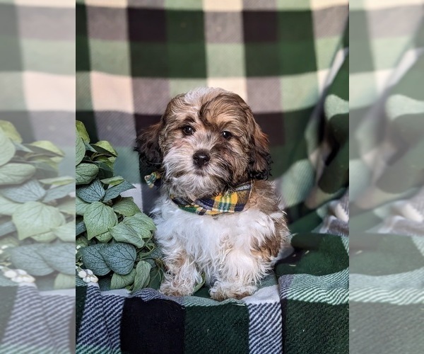 Medium Photo #1 Shih-Poo Puppy For Sale in GORDONVILLE, PA, USA