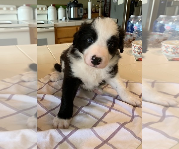 Medium Photo #1 Border Collie Puppy For Sale in GUSTINE, CA, USA