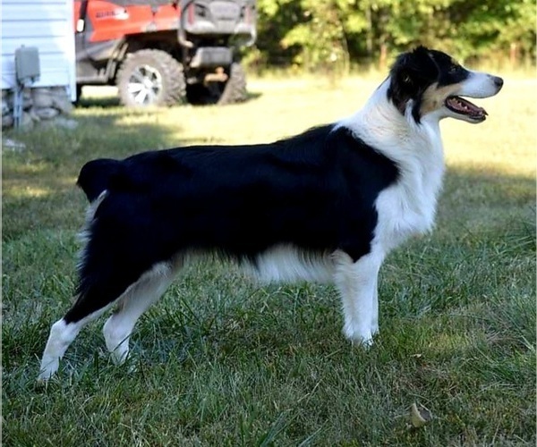 Medium Photo #1 Australian Shepherd Puppy For Sale in RICHLAND, MO, USA