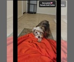 Small #1 Yorkshire Terrier