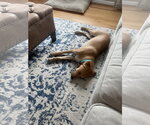 Small #4 Chihuahua-Labrador Retriever Mix