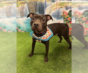 Mutt Dogs for adoption in Euless, TX, USA