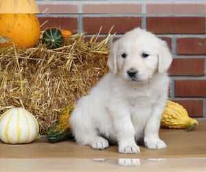 English Cream Golden Retriever Puppy for sale in FREDERICKSBG, OH, USA