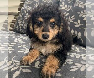 Bernedoodle-Poodle (Miniature) Mix Puppy for sale in LANCASTER, PA, USA