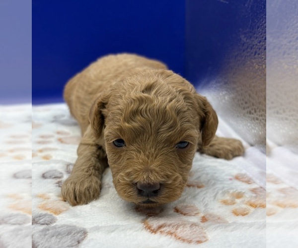 Medium Photo #14 Poodle (Miniature) Puppy For Sale in BLUE MOUND, TX, USA