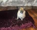 Small #5 Pomeranian