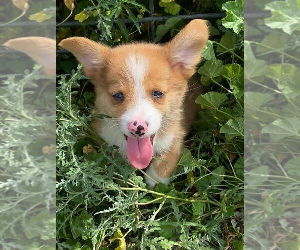 Medium Photo #6 Aussie-Corgi Puppy For Sale in BRIGGSDALE, CO, USA