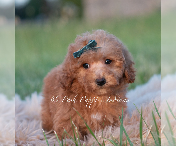 Medium Photo #3 Maltipoo (Toy) Puppy For Sale in WARSAW, IN, USA