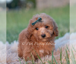 Small Photo #36 Maltipoo (Toy) Puppy For Sale in WARSAW, IN, USA