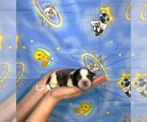 Shih Tzu Puppy for sale in WINNSBORO, LA, USA