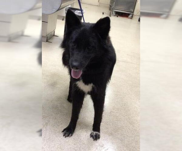 Medium Photo #1 Border Collie-Unknown Mix Puppy For Sale in Riverside, CA, USA