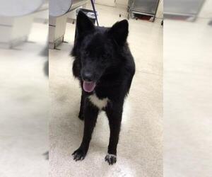 Border Collie-Unknown Mix Dogs for adoption in Riverside, CA, USA