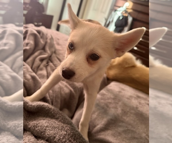 Medium Photo #233 Pomsky Puppy For Sale in LOVELAND, CO, USA