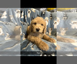 Puppy Puppy 2 Poodle (Standard)