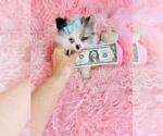 Small #28 Pomeranian