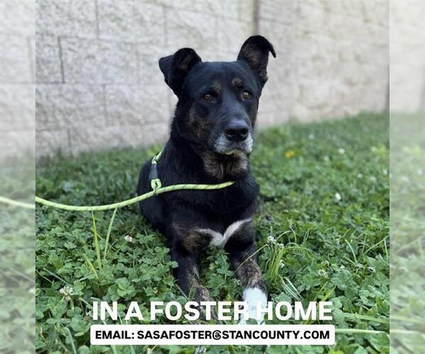 Medium Photo #2 Anatolian Shepherd-Unknown Mix Puppy For Sale in Modesto, CA, USA