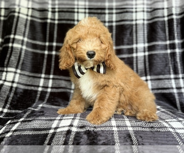 Medium Photo #5 Cock-A-Poo Puppy For Sale in LAKELAND, FL, USA