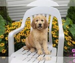 Small Photo #5 Goldendoodle Puppy For Sale in SEBRING, OH, USA