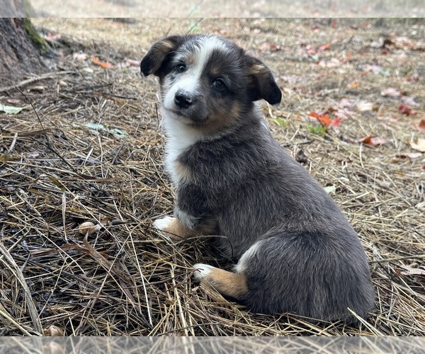 Medium Photo #4 Aussie-Corgi Puppy For Sale in ESPERANCE, NY, USA