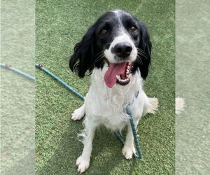 Mutt Dogs for adoption in Lakewood, CO, USA